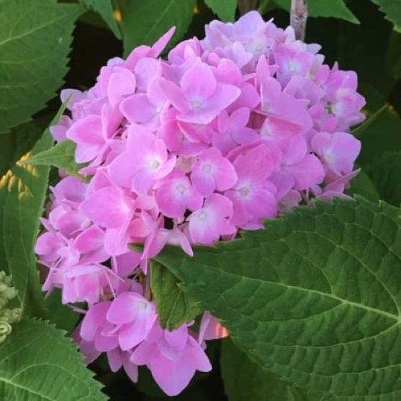 ๐๐น๐ท๐OPEN TO OFFERS!๐ฆ๐ธ๐ผ๐บ - Picture 8 of 10